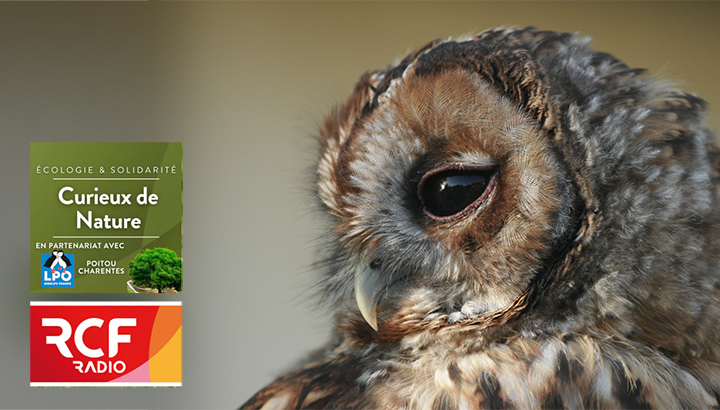 En réécoute : Des rapaces nocturnes de Poitou-Charentes
